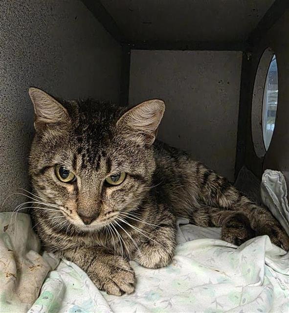 HUEY - Domestic Short Hair available for adoption