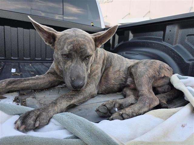 EDWARD - American Staffordshire Terrier available for adoption