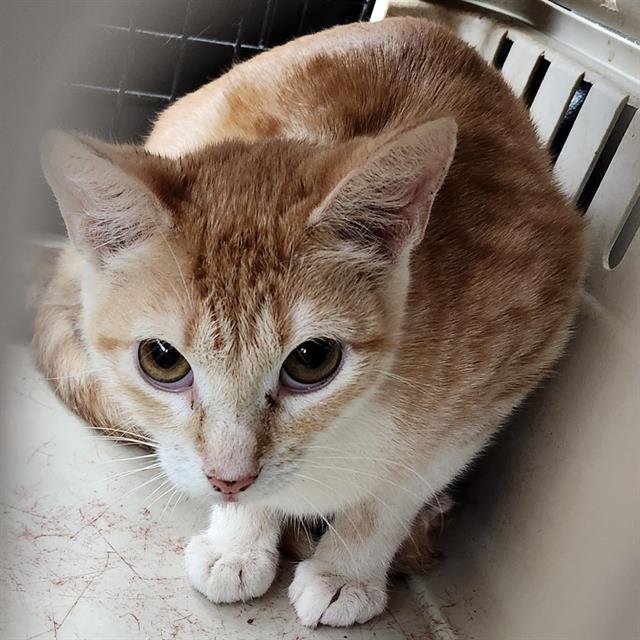 ALY - Domestic Short Hair available for adoption