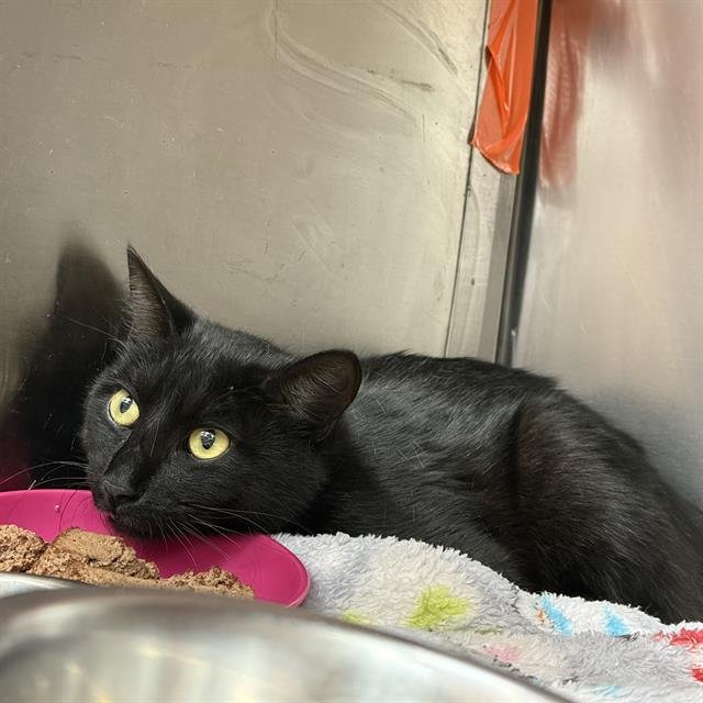 VIOLET - Domestic Short Hair available for adoption