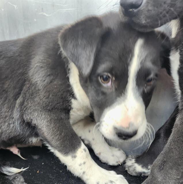 PUP 3 - American Staffordshire Terrier available for adoption