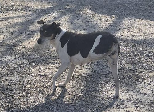 VISTA - Italian Greyhound available for adoption