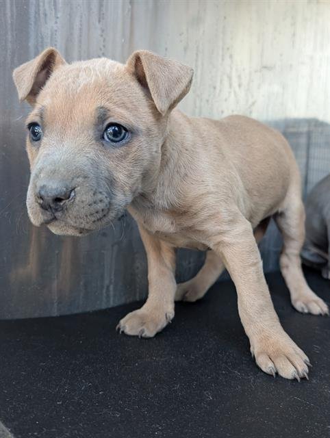 THAI - Staffordshire Bull Terrier available for adoption