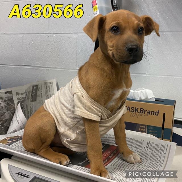 BROWNIE - Labrador Retriever available for adoption