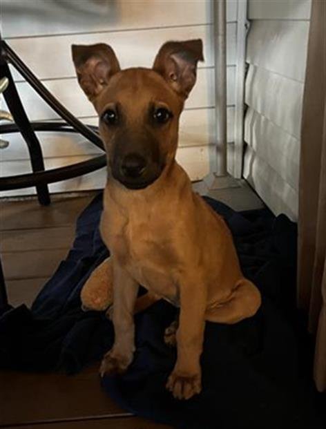 PENNY - Rhodesian Ridgeback available for adoption