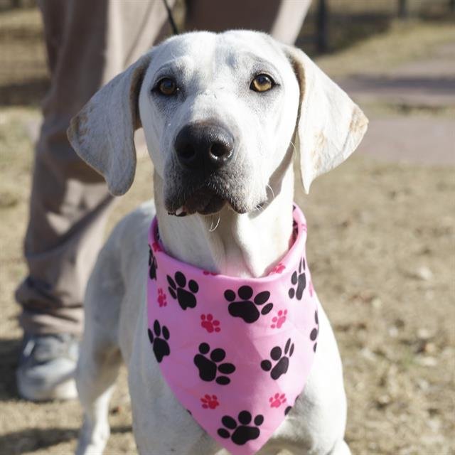 REY - Hound available for adoption