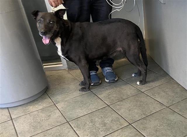 BONITA - American Staffordshire Terrier available for adoption