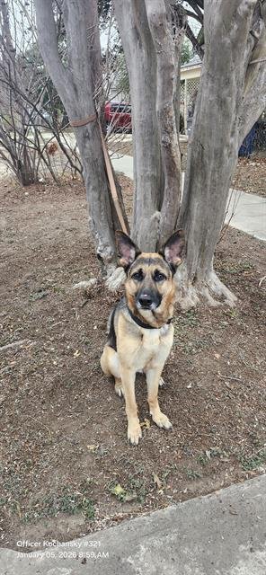 RIDLEY - German Shepherd Dog available for adoption