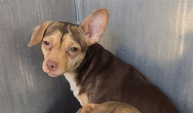 TANK - Chihuahua available for adoption