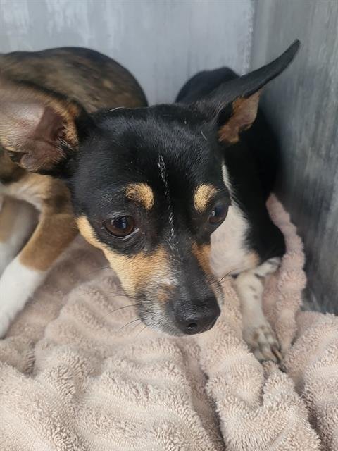 RUBY - Chihuahua available for adoption