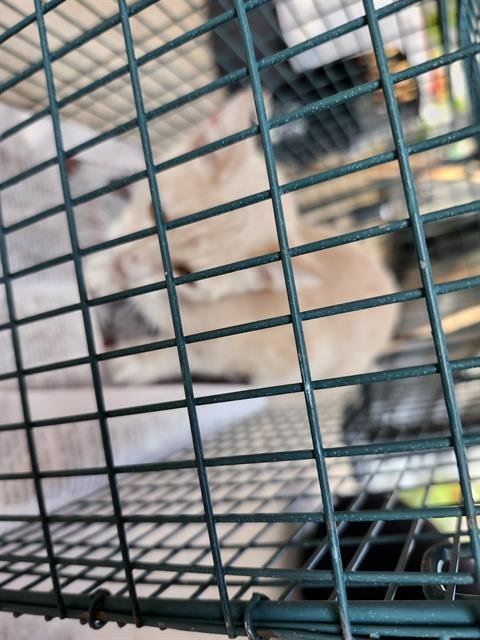 PEACH - Domestic Short Hair available for adoption