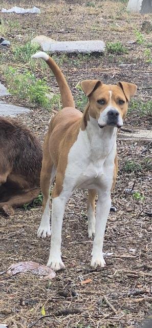 PANCAKES - American Staffordshire Terrier available for adoption