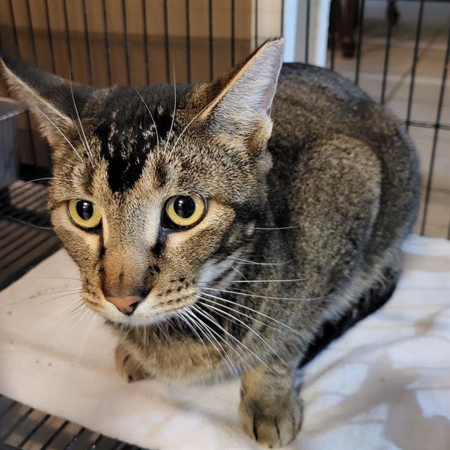 ROCKY - Domestic Short Hair available for adoption