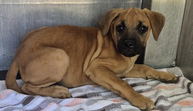 APOLLO - Labrador Retriever available for adoption