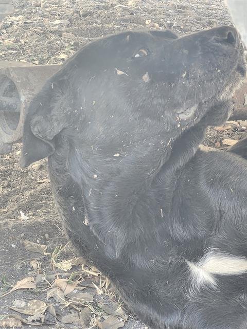 A791427 - American Staffordshire Terrier available for adoption