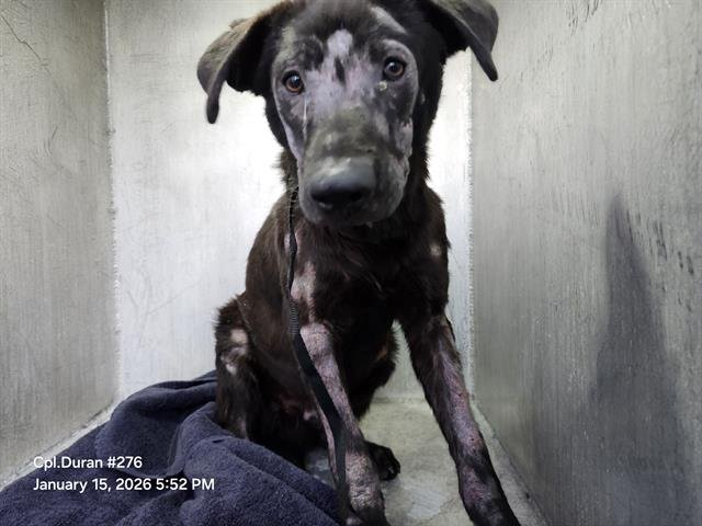 MIDNIGHT - Labrador Retriever available for adoption