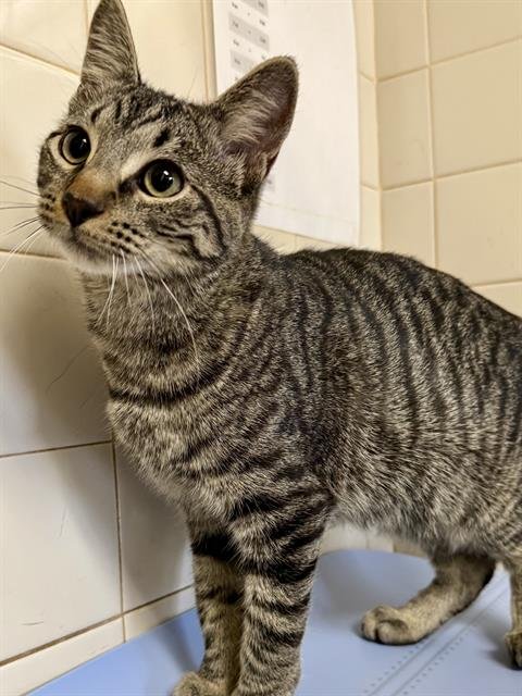 RIGSBY - Domestic Short Hair available for adoption