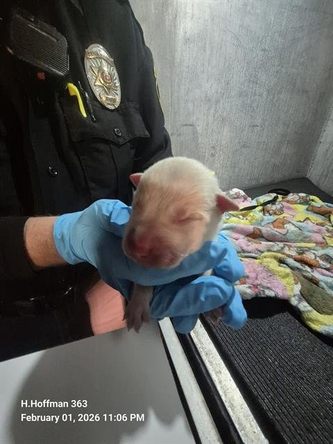 ASTOR - American Staffordshire Terrier available for adoption