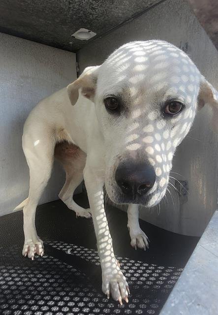 RANDI - Labrador Retriever available for adoption