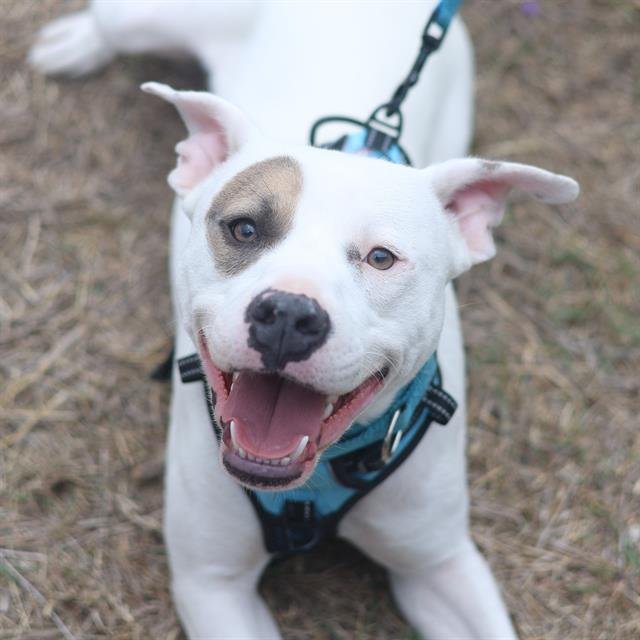 SPOTTY - American Staffordshire Terrier available for adoption