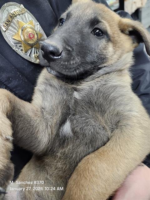 ROB - Belgian Shepherd Malinois available for adoption