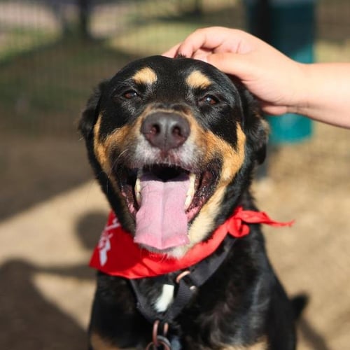 MAGIC - Rottweiler available for adoption