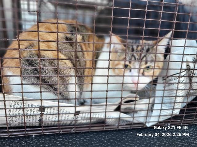 TARA - Domestic Short Hair available for adoption