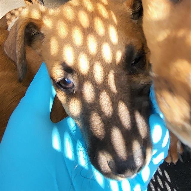 SONY - Terrier available for adoption