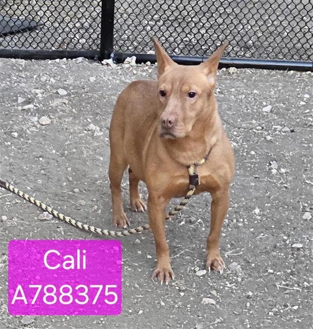 CALI - Terrier available for adoption