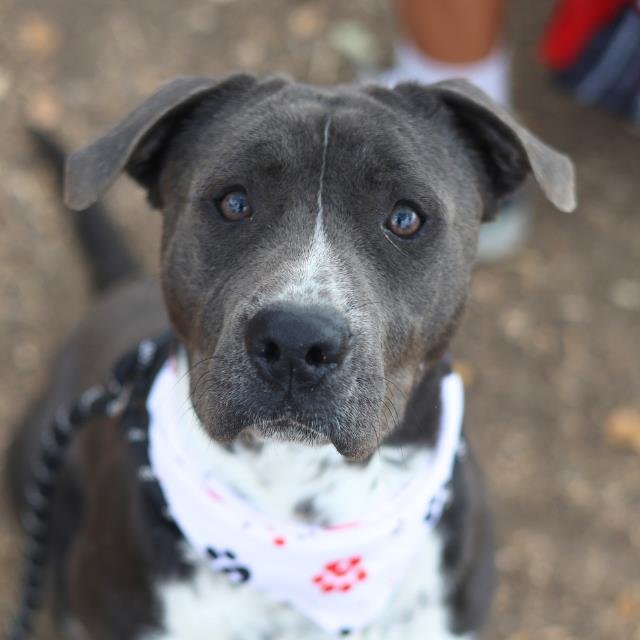 HERCULES - American Staffordshire Terrier available for adoption