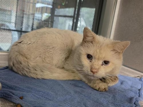 AEGON TARGARYEN - Domestic Short Hair available for adoption