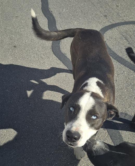 BUBBA - Labrador Retriever available for adoption
