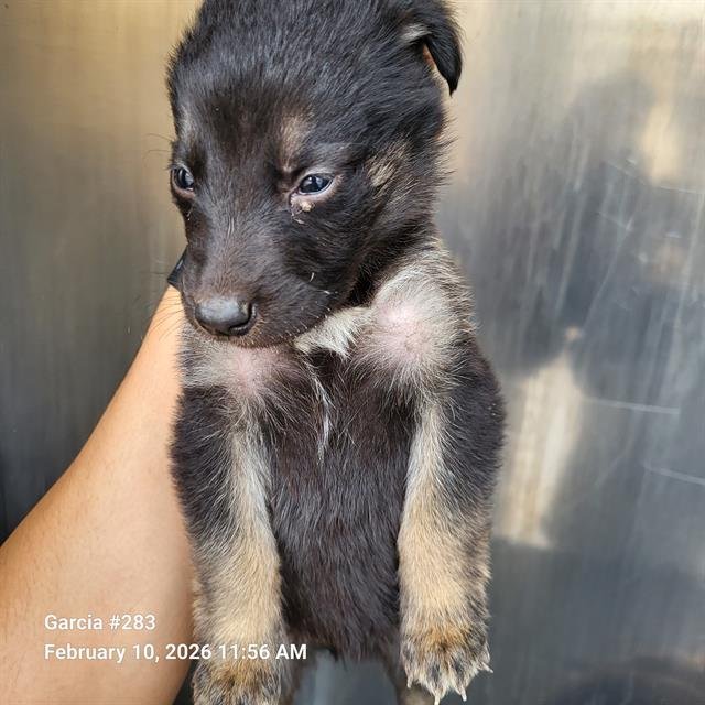 REINA - German Shepherd Dog available for adoption