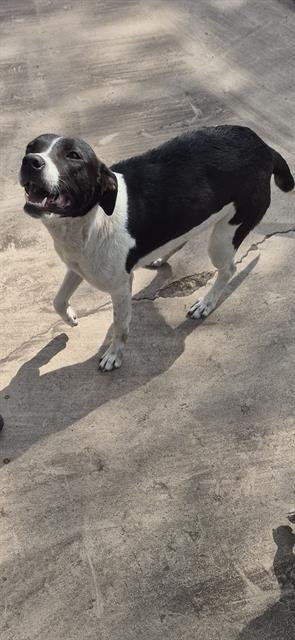 SNEAKS - Labrador Retriever available for adoption