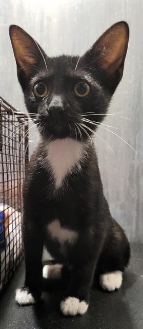 TOM - Domestic Short Hair available for adoption