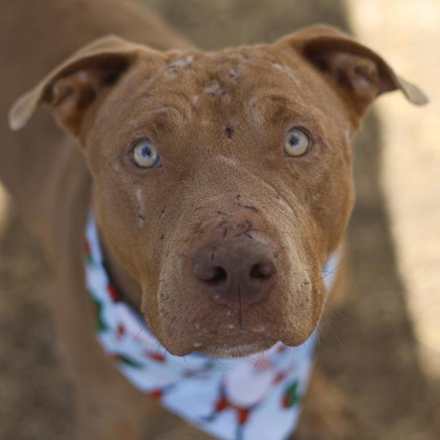 ROCKY - American Staffordshire Terrier available for adoption