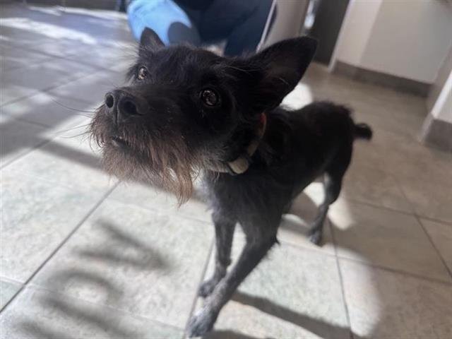 TOTO - Terrier available for adoption