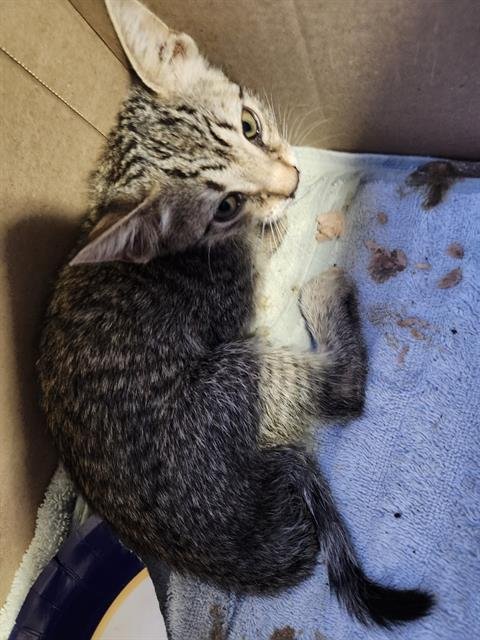SUNNY - Domestic Short Hair available for adoption
