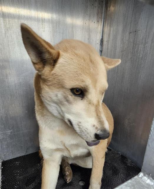 BABY - Shiba Inu available for adoption