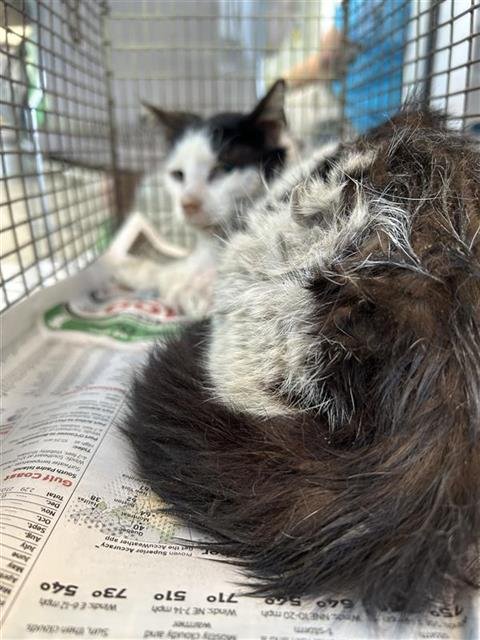OREO - Domestic Short Hair available for adoption