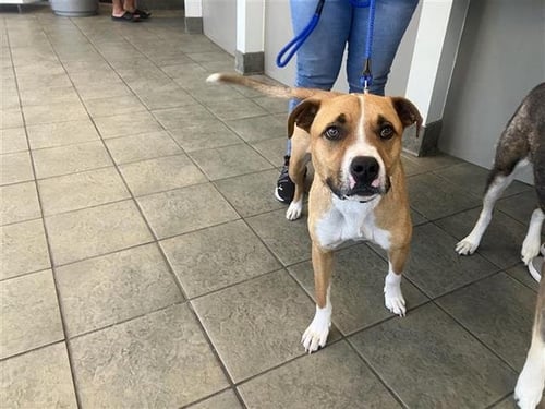 WISHBONE - Terrier available for adoption