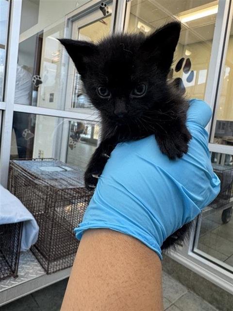 A802767 - Domestic Short Hair available for adoption