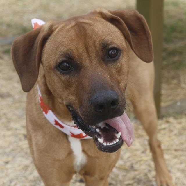 BAKER - Black Mouth Cur available for adoption