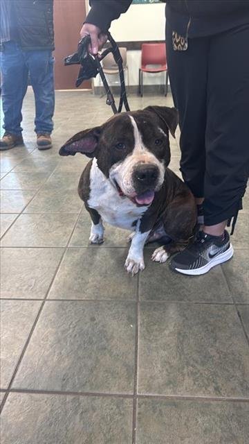 BUCK - American Staffordshire Terrier available for adoption