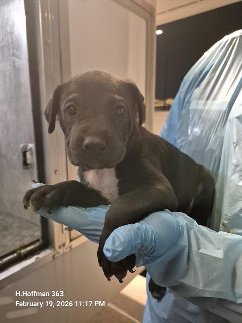 ASH - Doberman Pinscher available for adoption