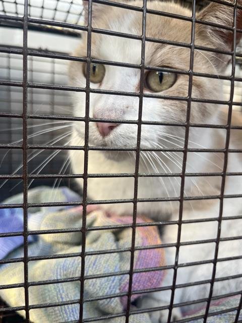 FERNANDO - Domestic Short Hair available for adoption