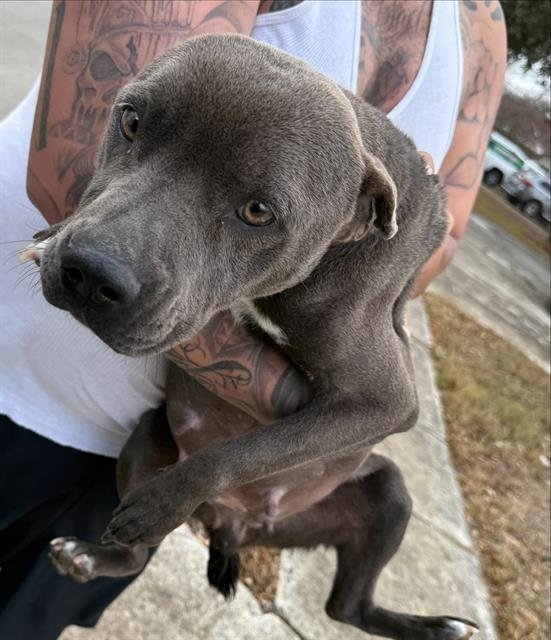 ANNA - American Staffordshire Terrier available for adoption