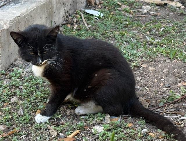 BELL - Domestic Short Hair available for adoption