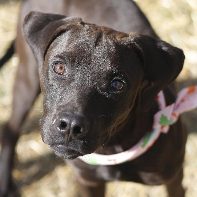 MARCOS - American Staffordshire Terrier available for adoption