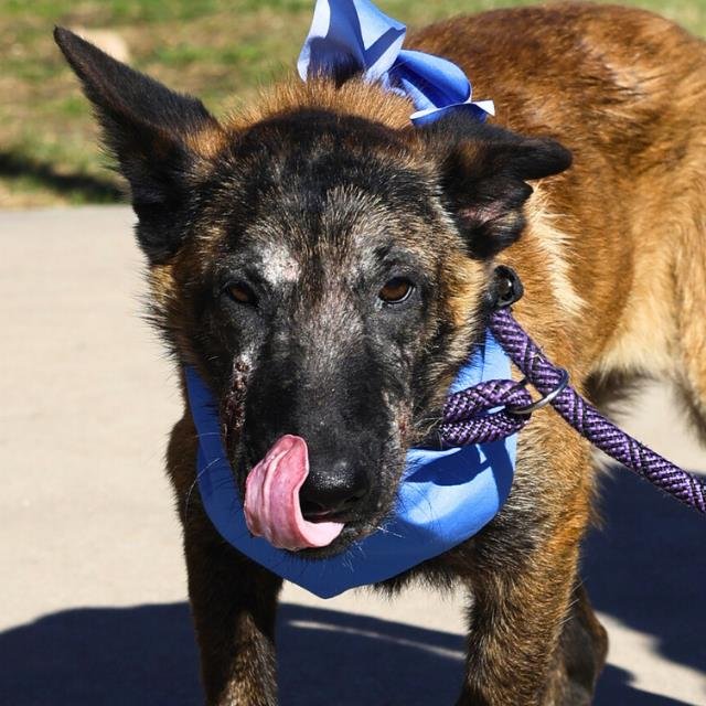 MOKI - German Shepherd Dog available for adoption